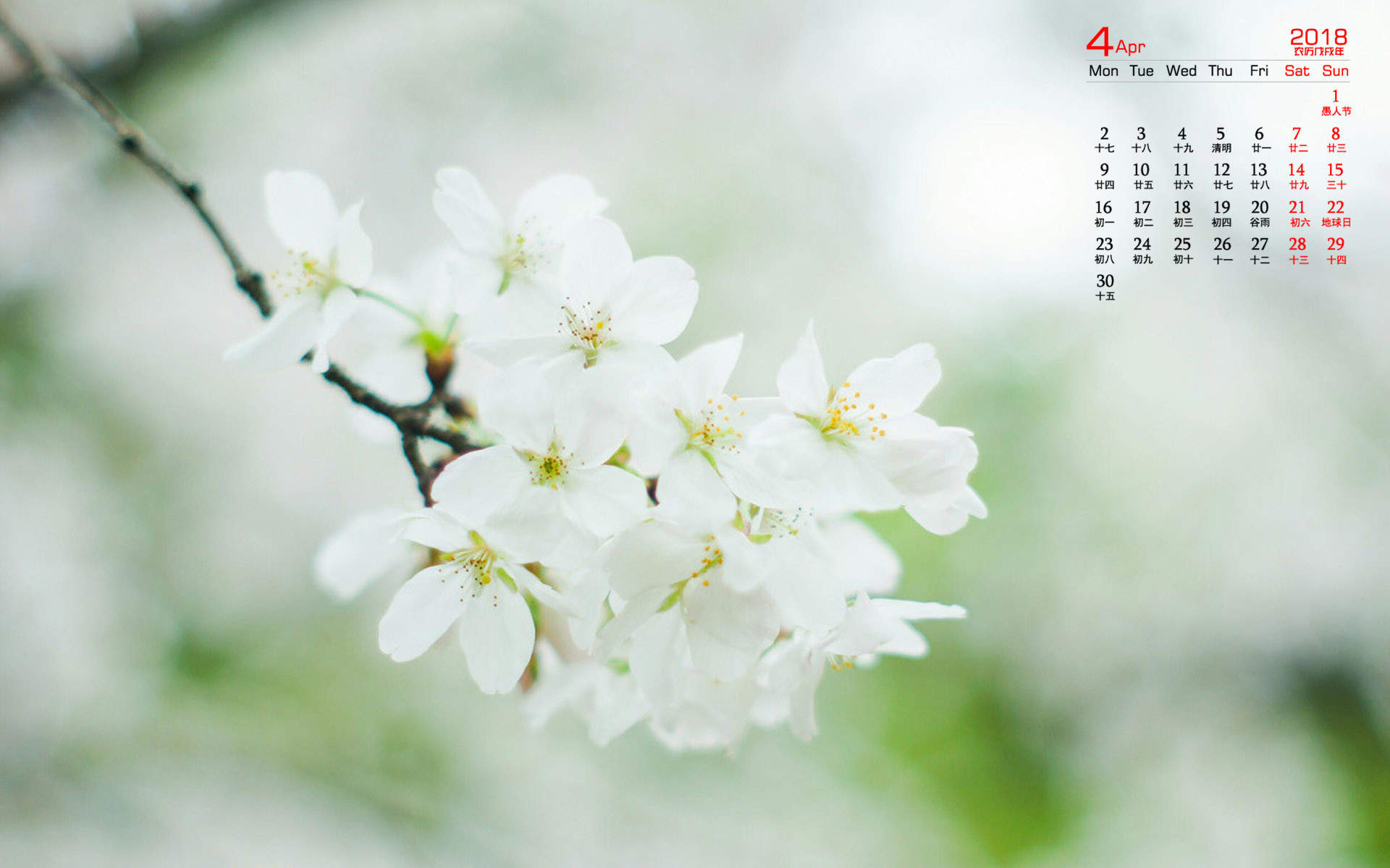 超清粉色樱花唯美高清桌面壁纸图片