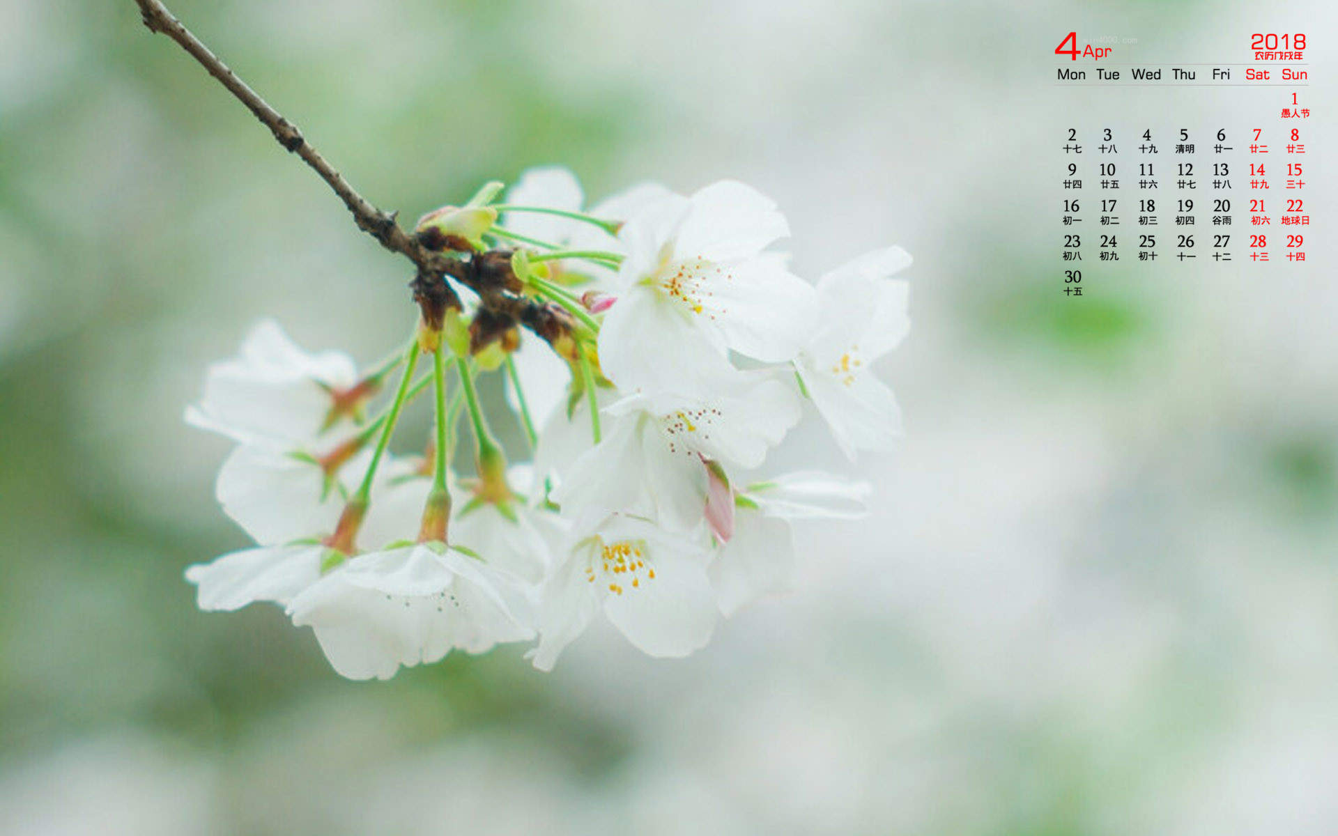 2019年4月春日唯美樱花高清日历壁纸图片