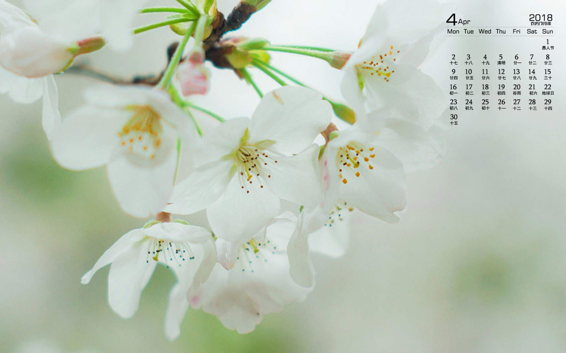 2019年4月春日唯美樱花高清日历壁纸图片