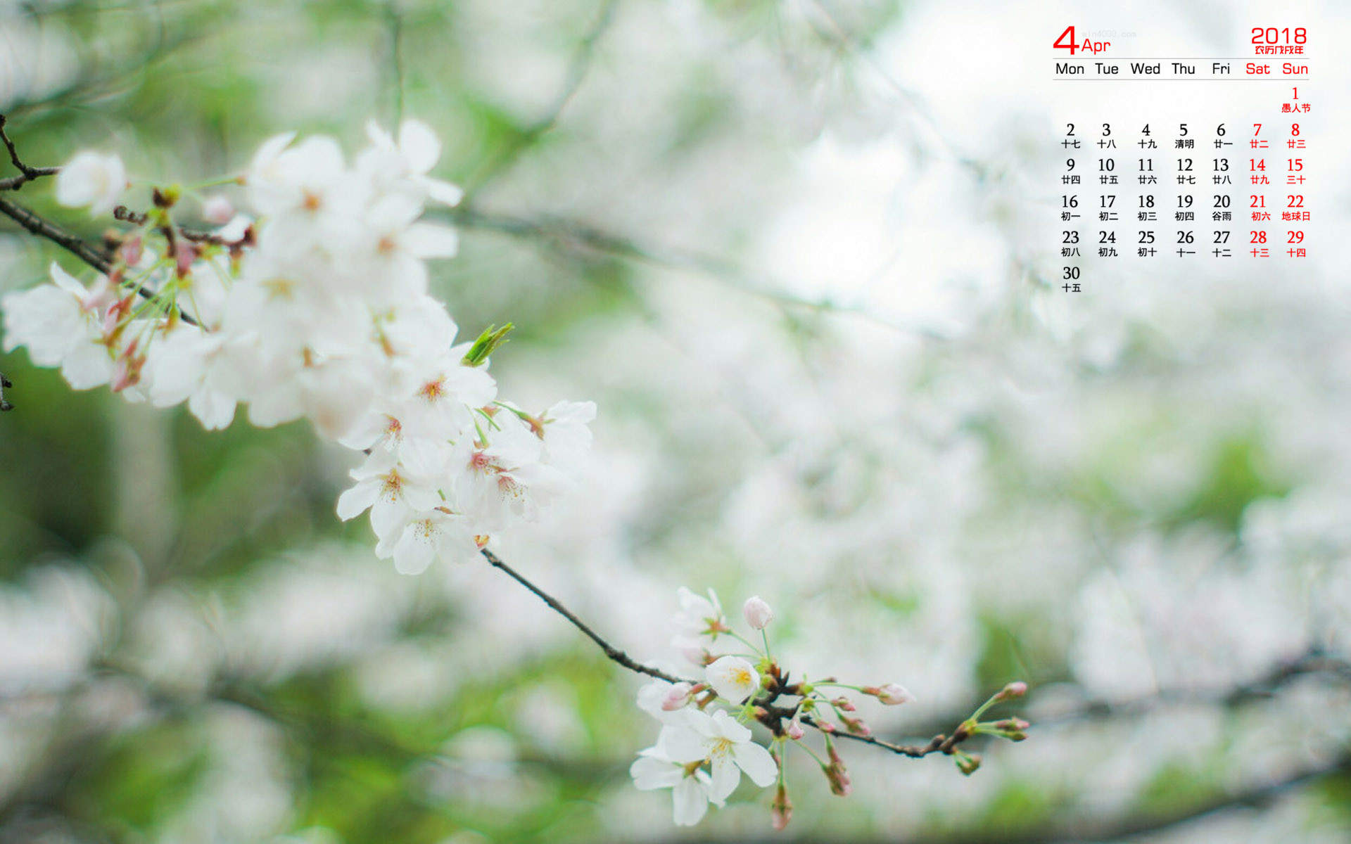 2019年4月春日唯美樱花高清日历壁纸图片