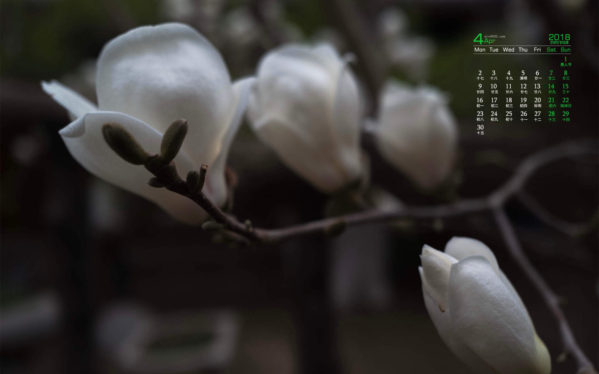 兰花图片