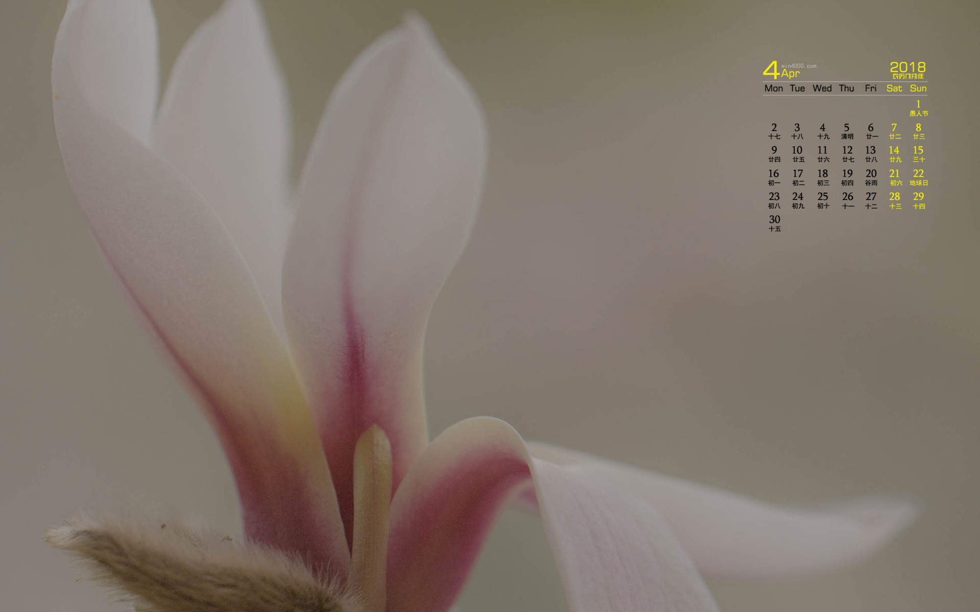 兰花图片
