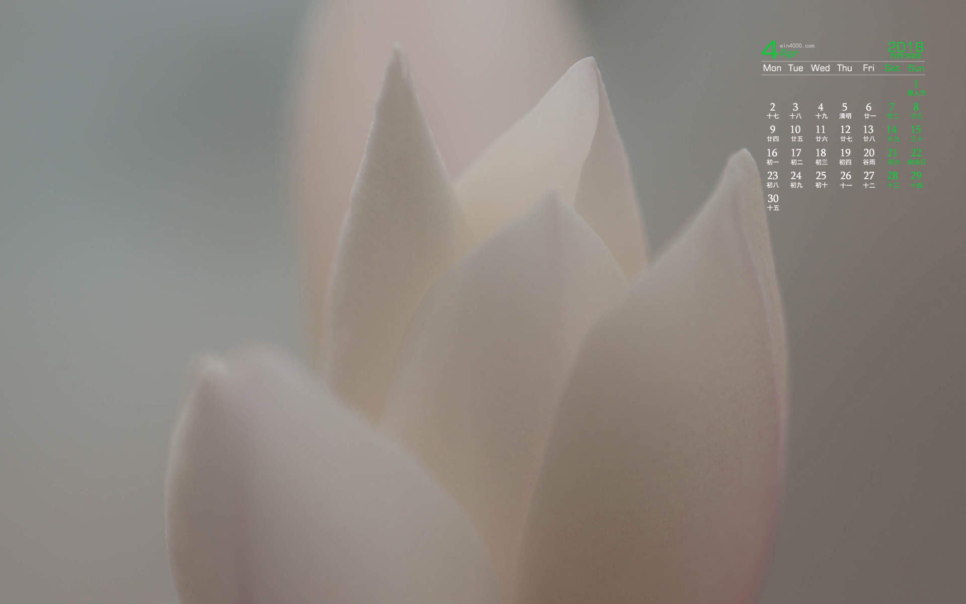 兰花图片