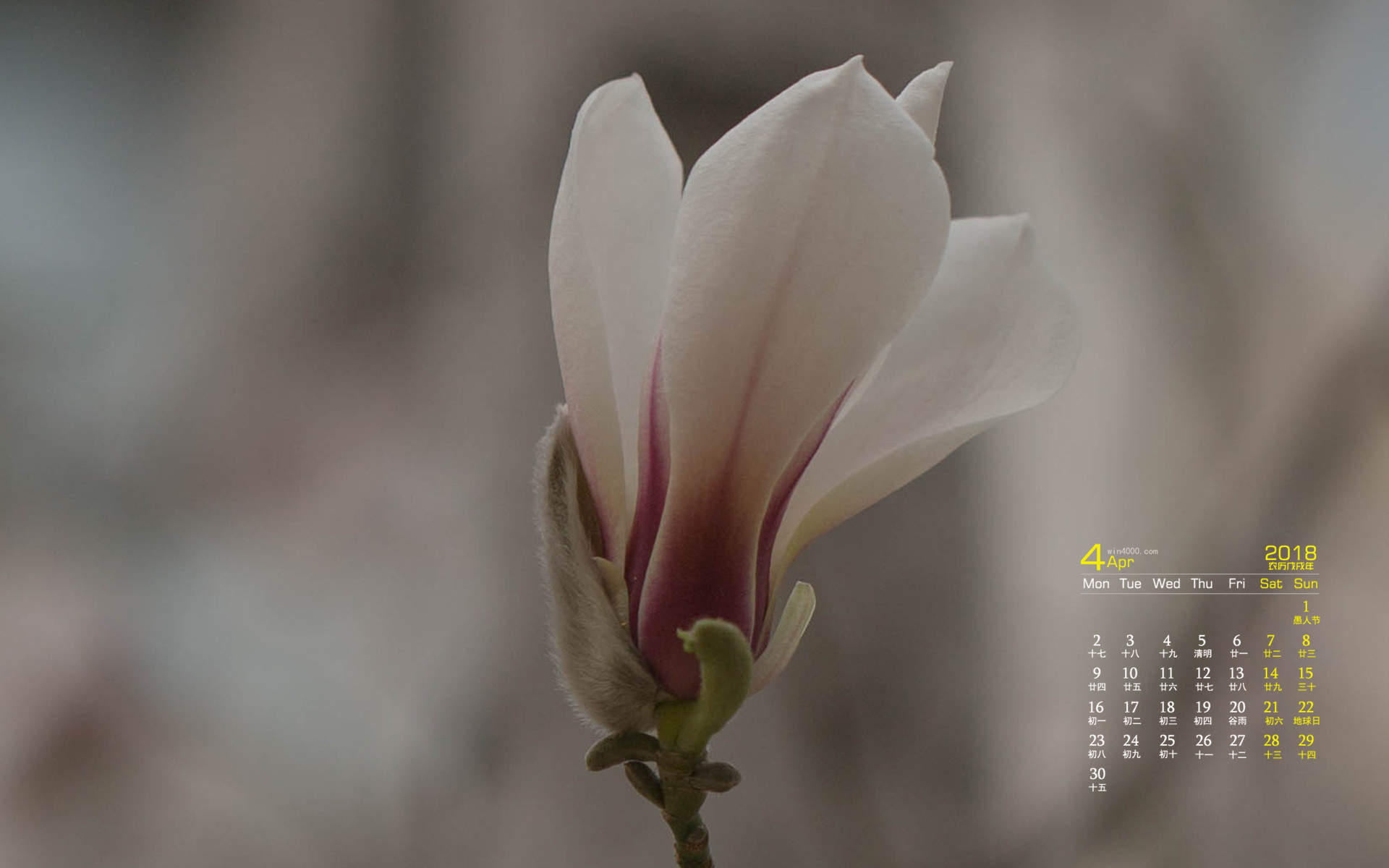 兰花图片