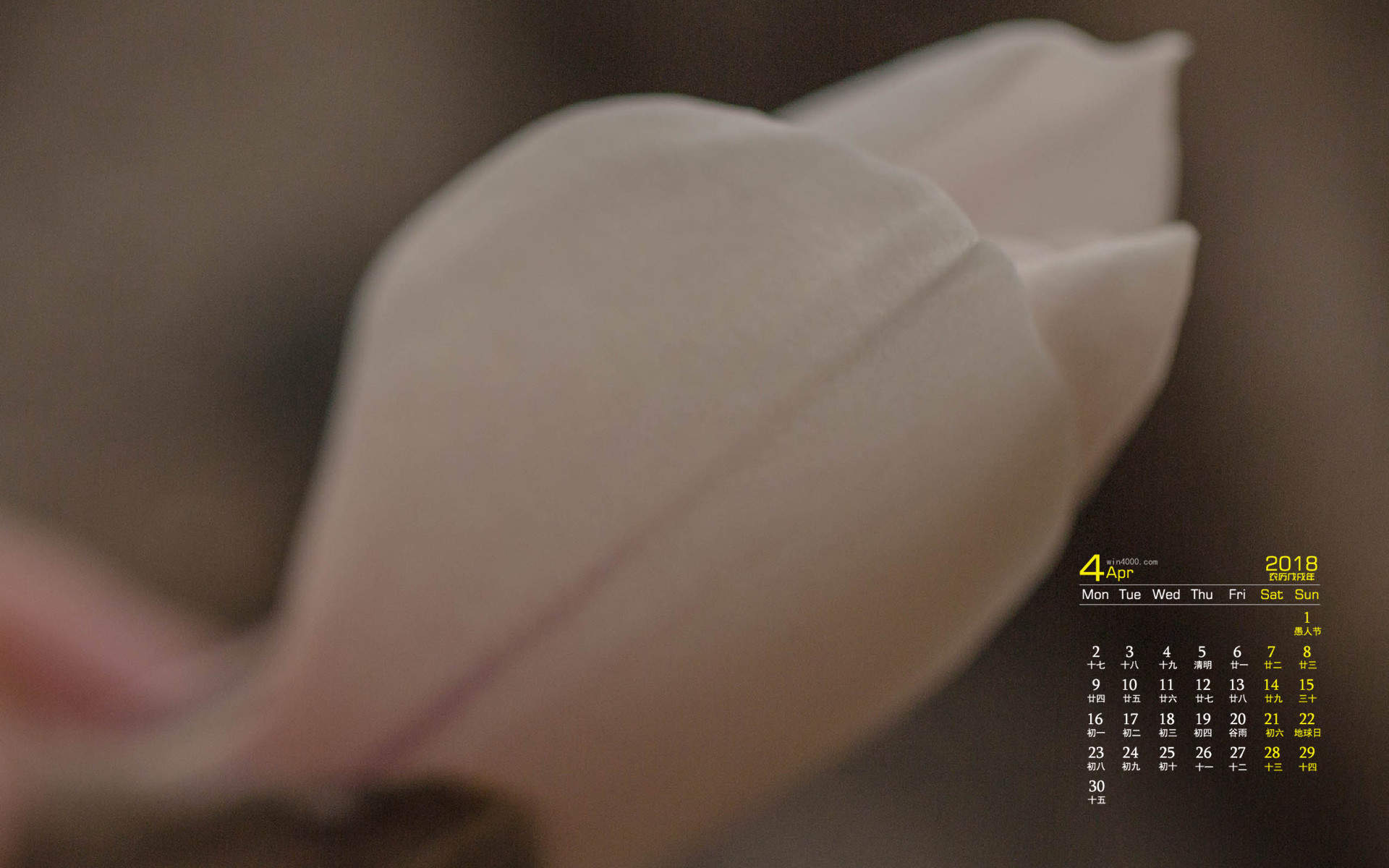 长着猴脸的兰花图片猴面小龙兰日本现猴脸兰花眼鼻毛发俱全图片
