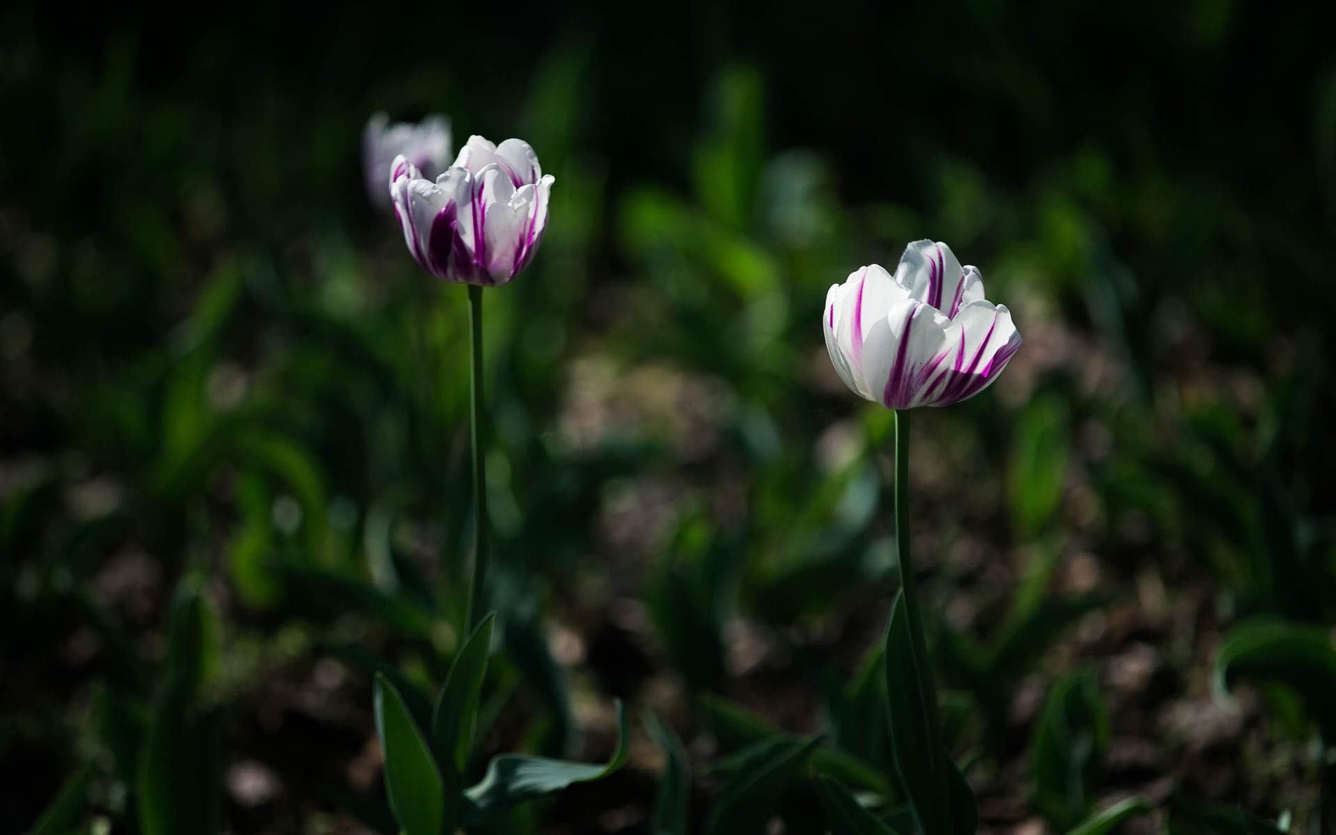 唯美郁金香花高清桌面壁纸图片