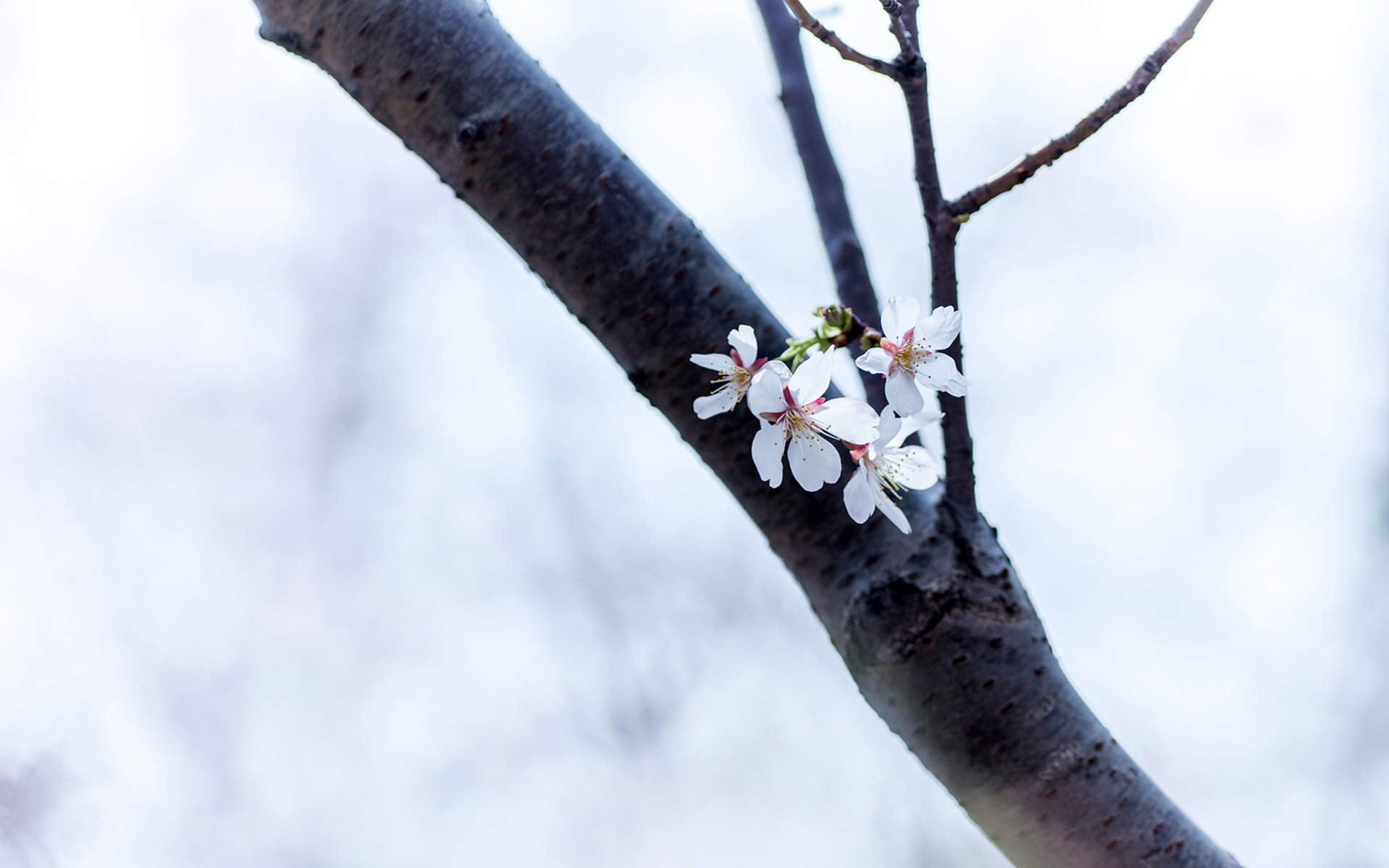 2019年4月春日唯美樱花高清日历壁纸图片