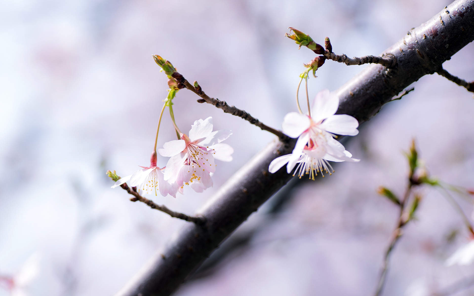 2019年4月春日唯美樱花高清日历壁纸图片