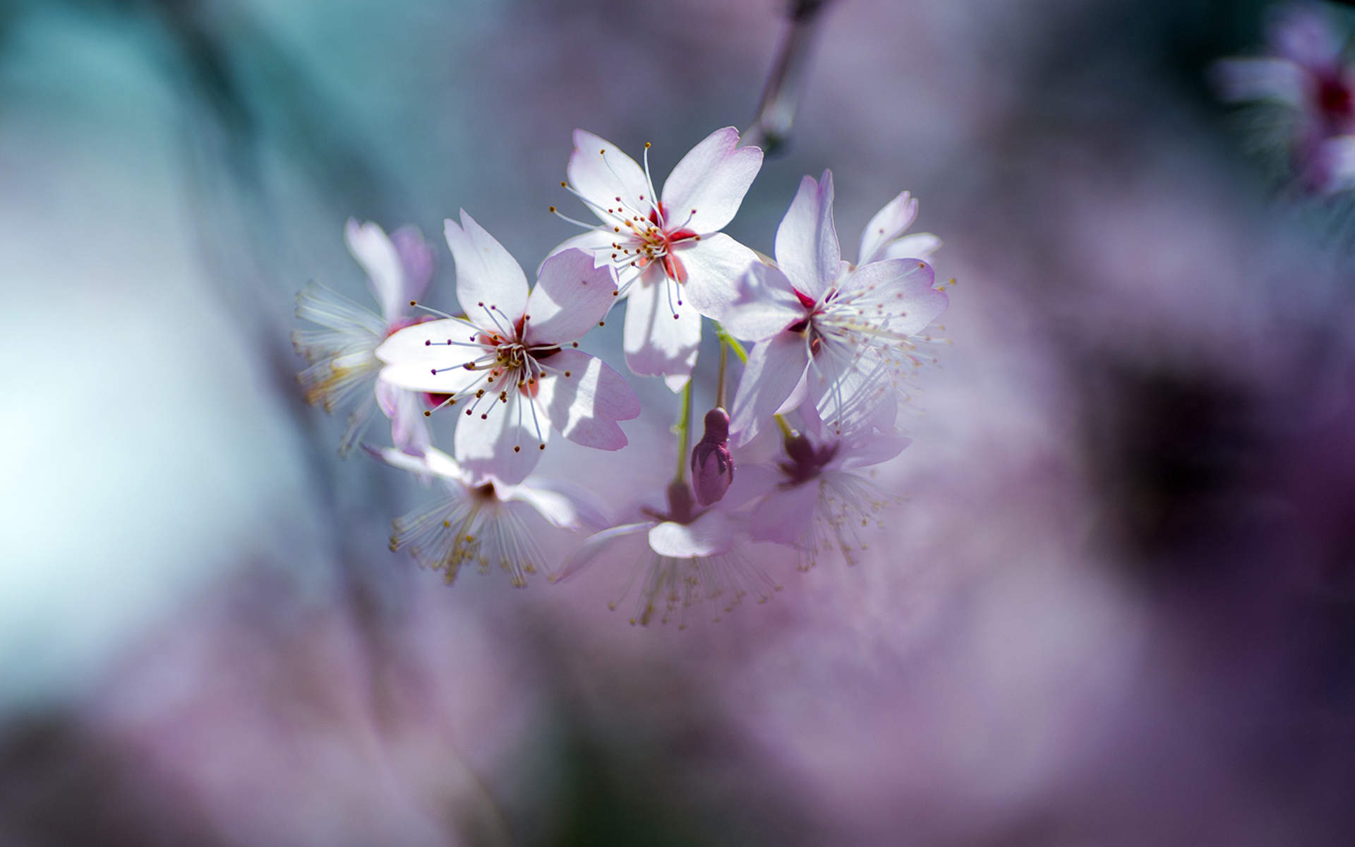 2019年4月春日唯美樱花高清日历壁纸图片