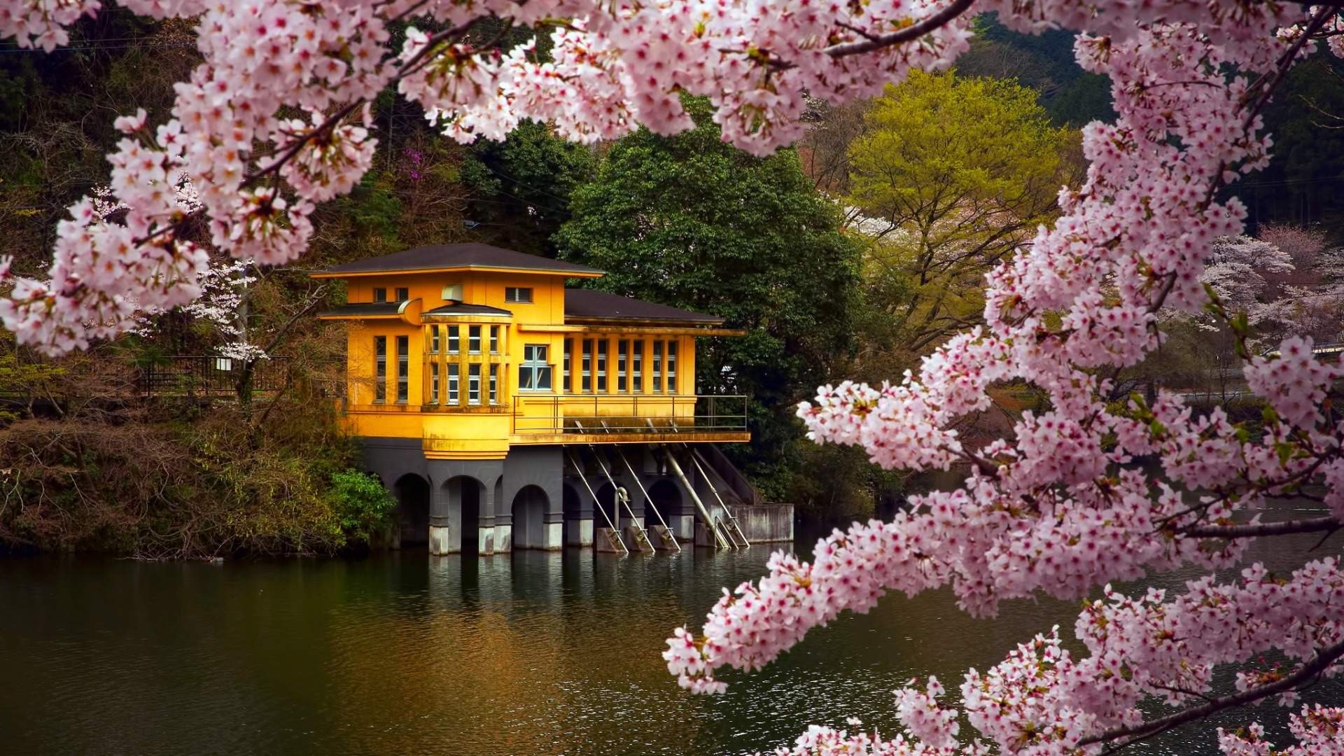 唯美浪漫的樱花桌面壁纸图片