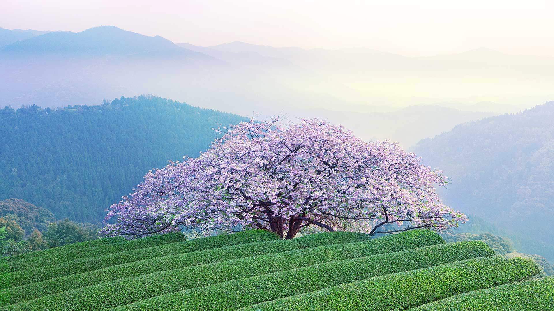 2019年4月春日唯美樱花高清日历壁纸图片