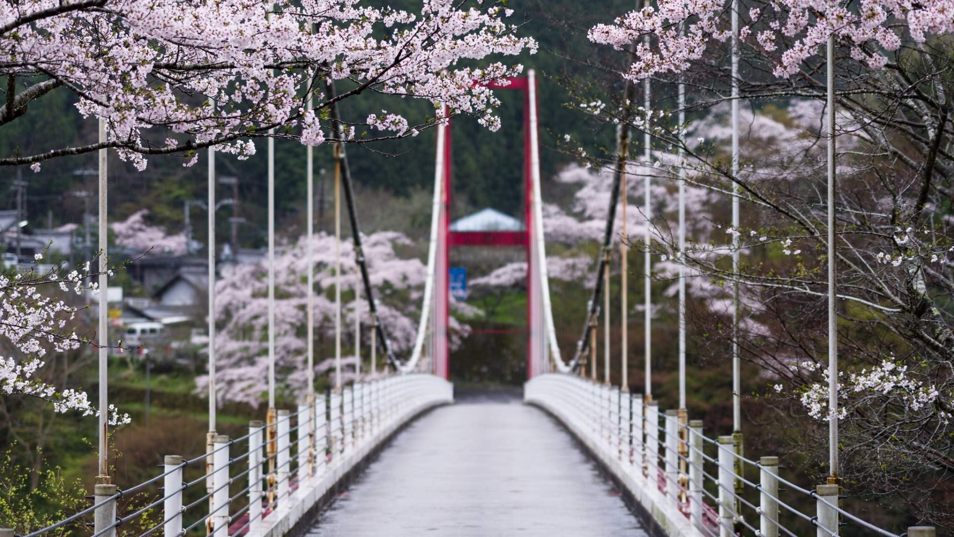 2019年4月春日唯美樱花高清日历壁纸图片
