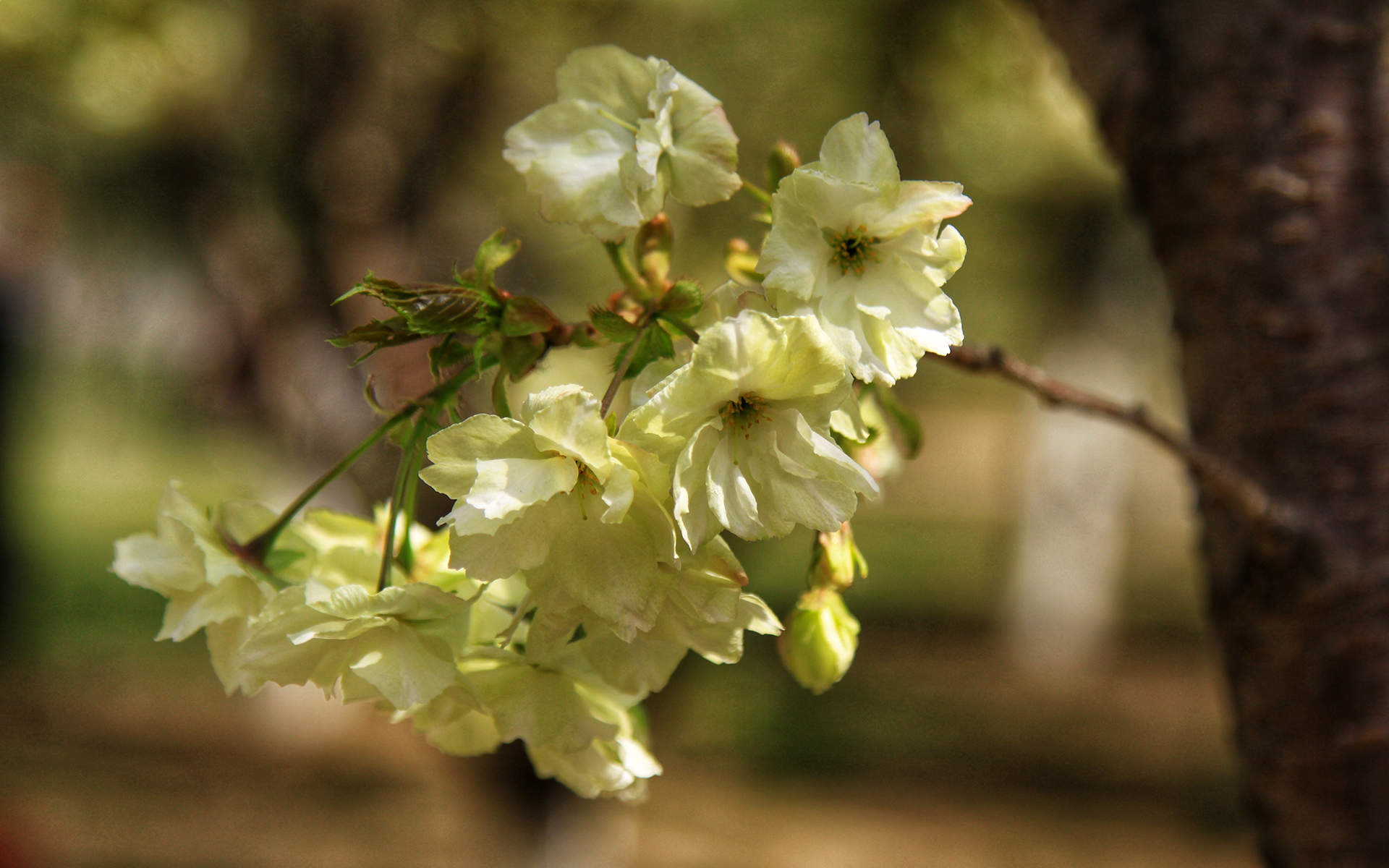 2019年4月春日唯美樱花高清日历壁纸图片