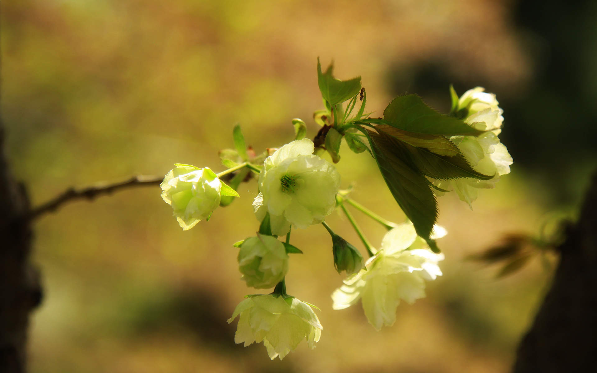 2019年4月春日唯美樱花高清日历壁纸图片
