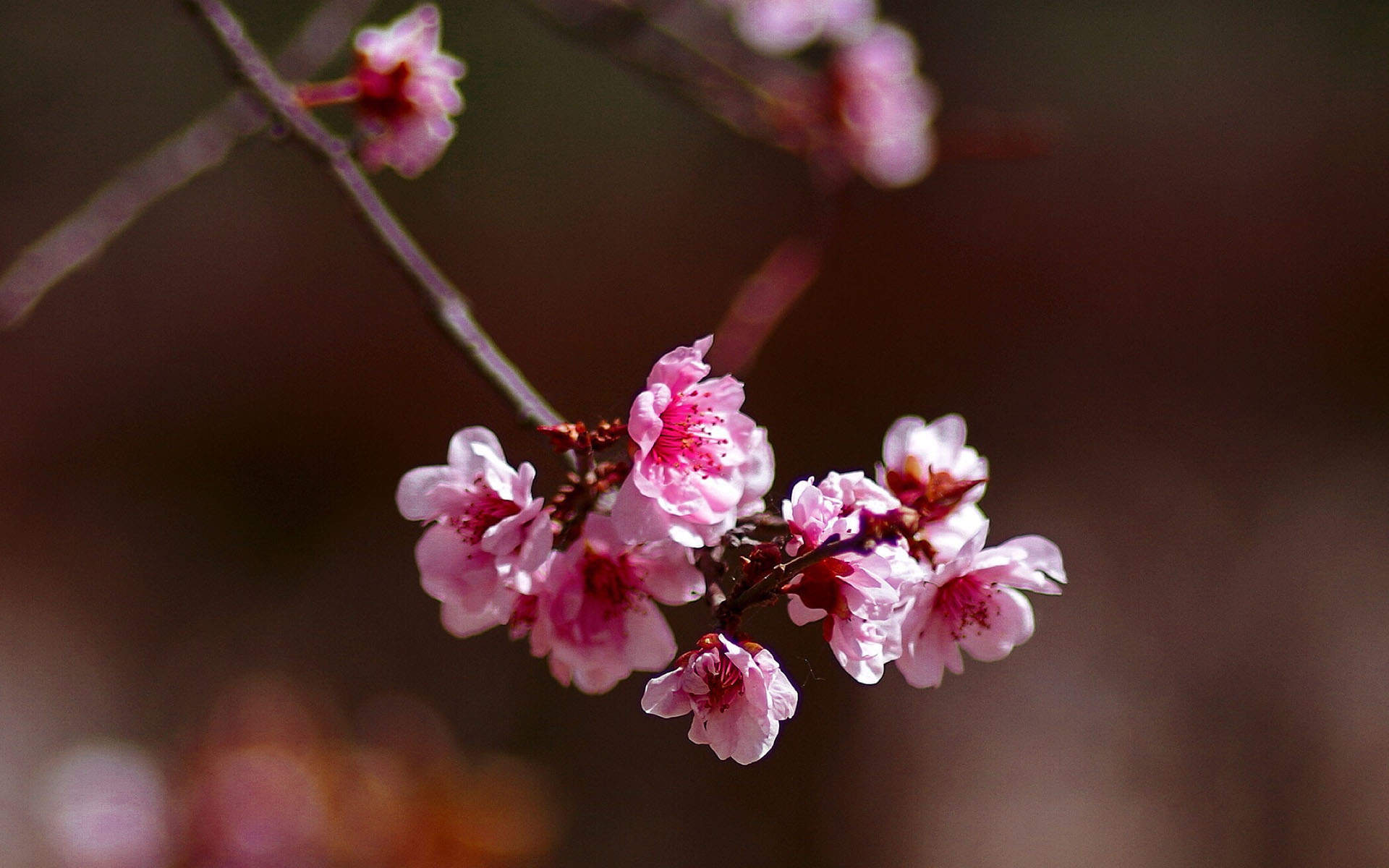 梅花图片