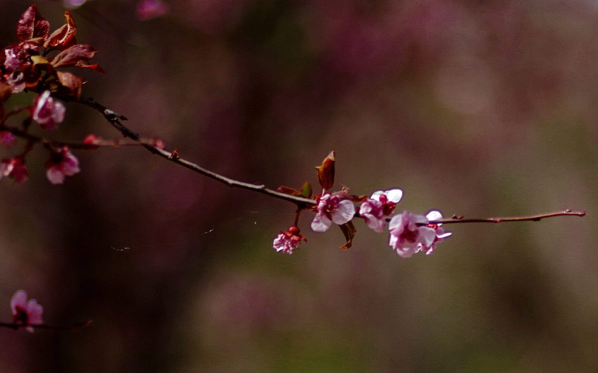 梅花图片
