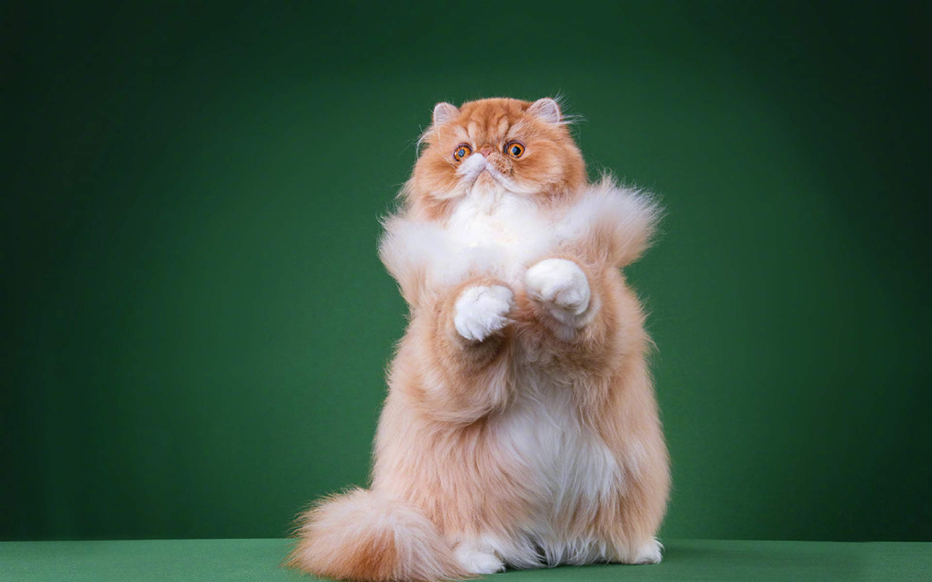 小猫图片