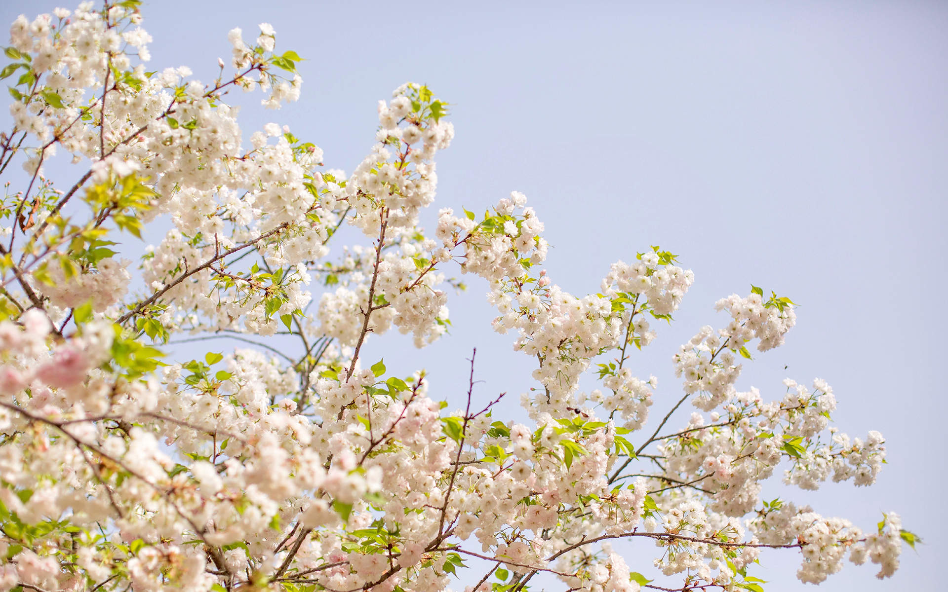 2019年4月春日唯美樱花高清日历壁纸图片