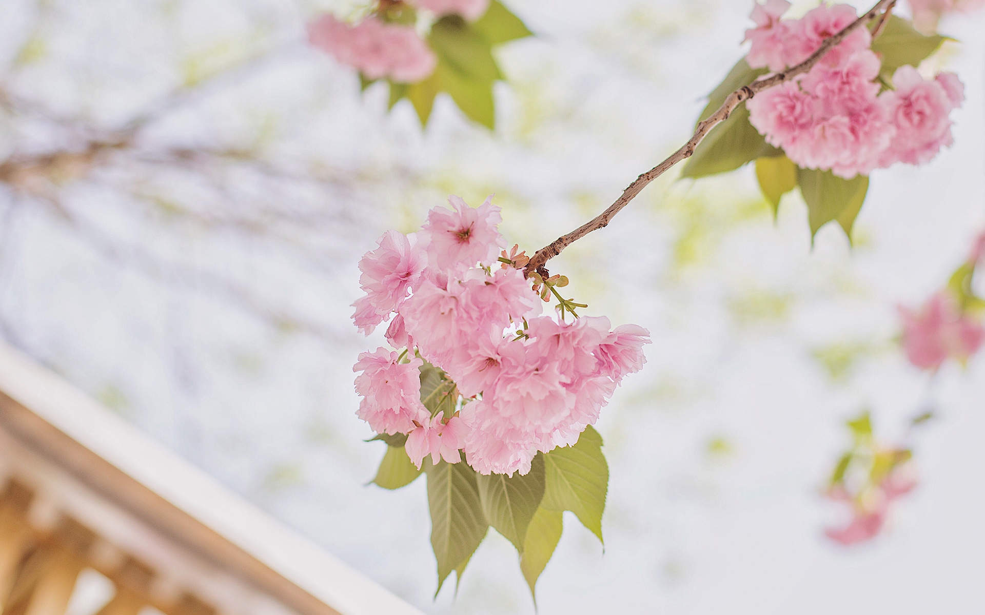 2019年4月春日唯美樱花高清日历壁纸图片