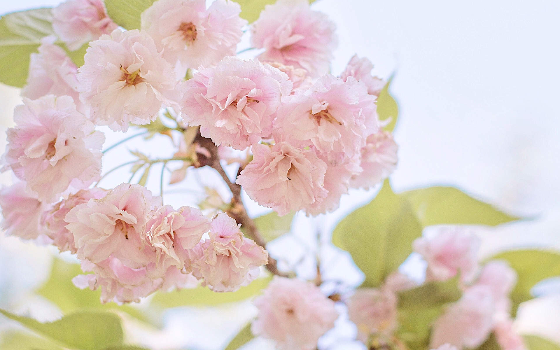 2019年4月春日唯美樱花高清日历壁纸图片