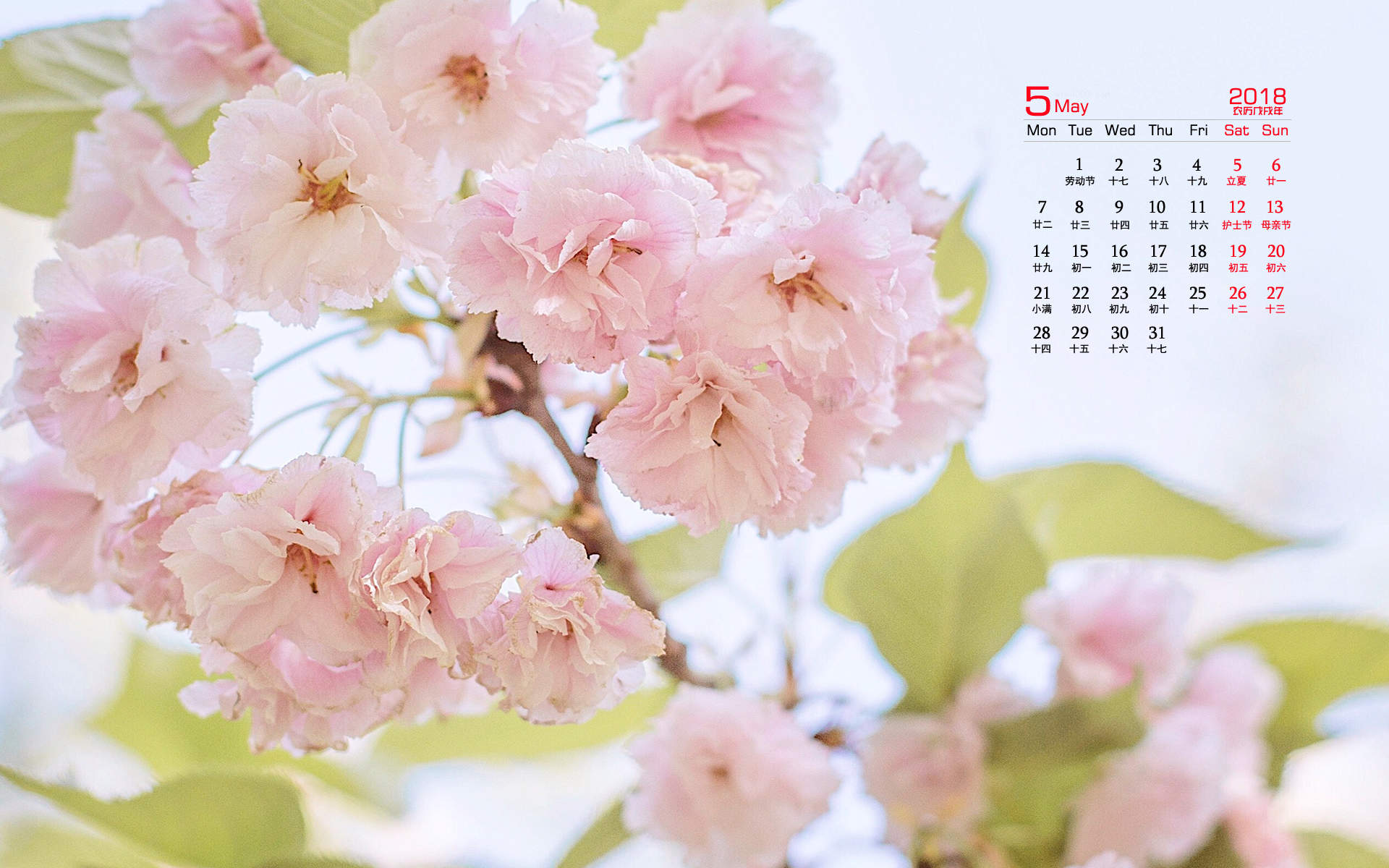 2018年5月樱花唯美日历图片桌面壁纸图片
