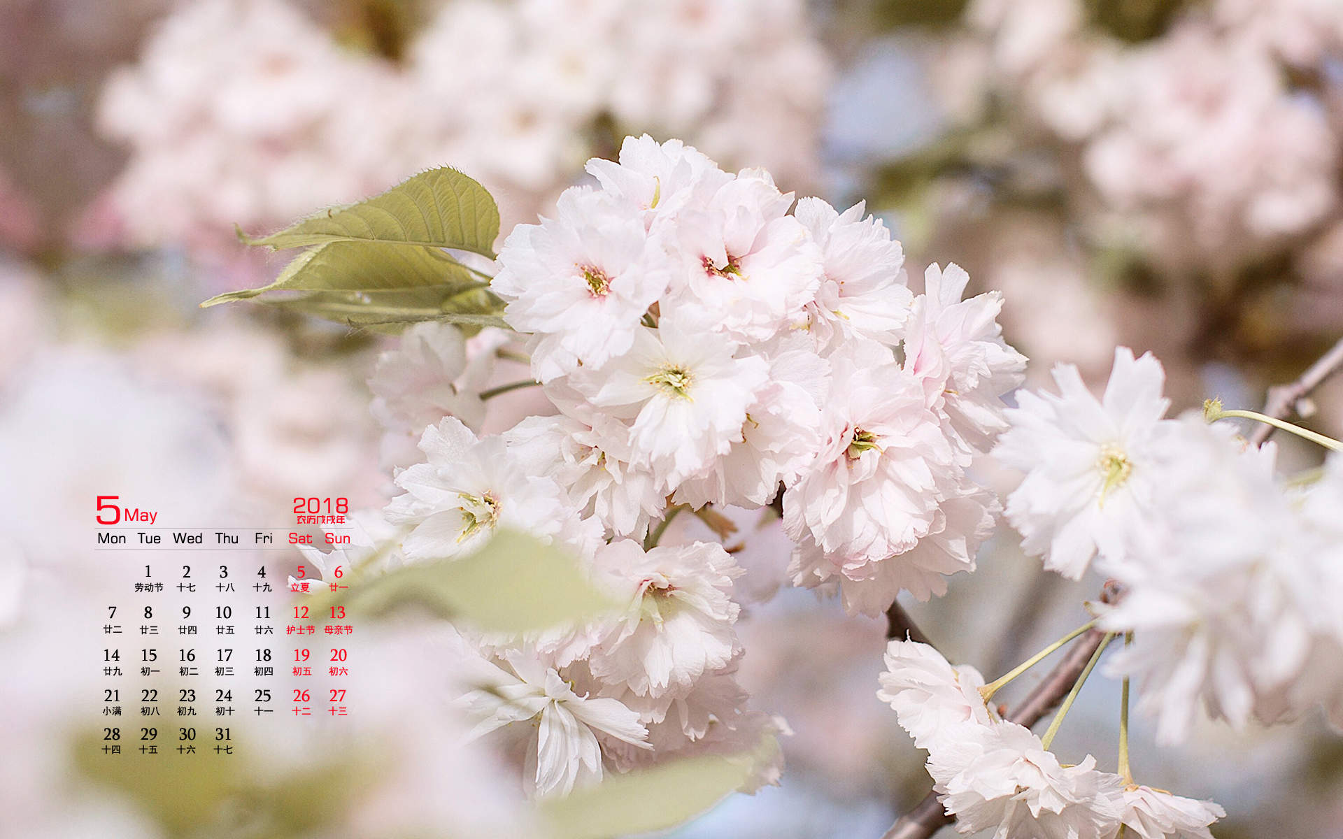 2019年4月春日唯美樱花高清日历壁纸图片