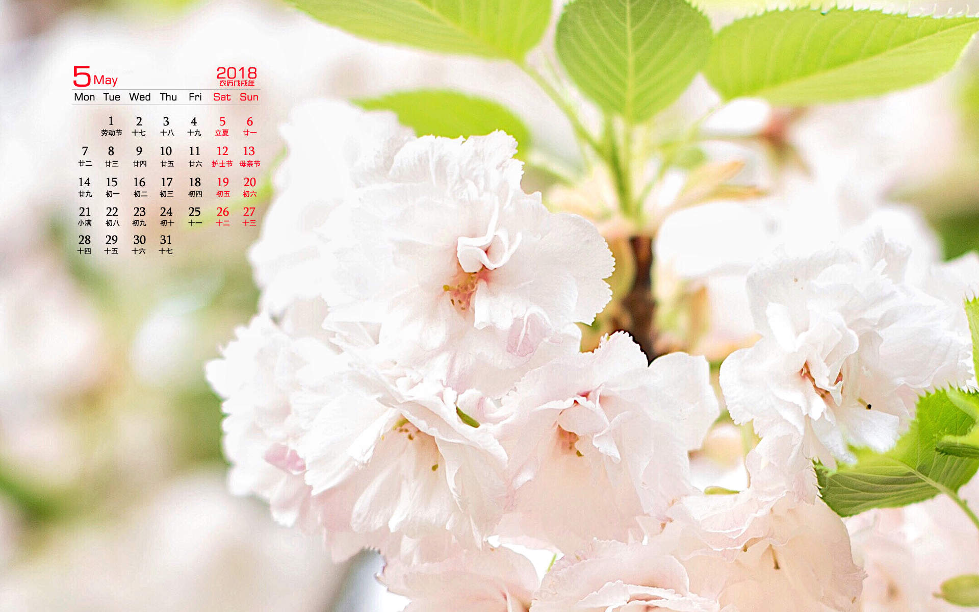 2019年4月春日唯美樱花高清日历壁纸图片