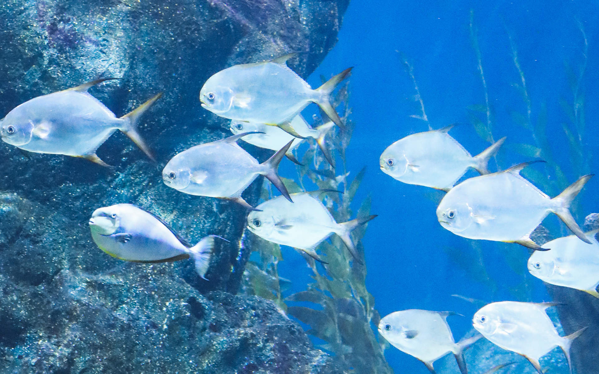 海底珊瑚鱼群唯美图片高清桌面壁纸图片