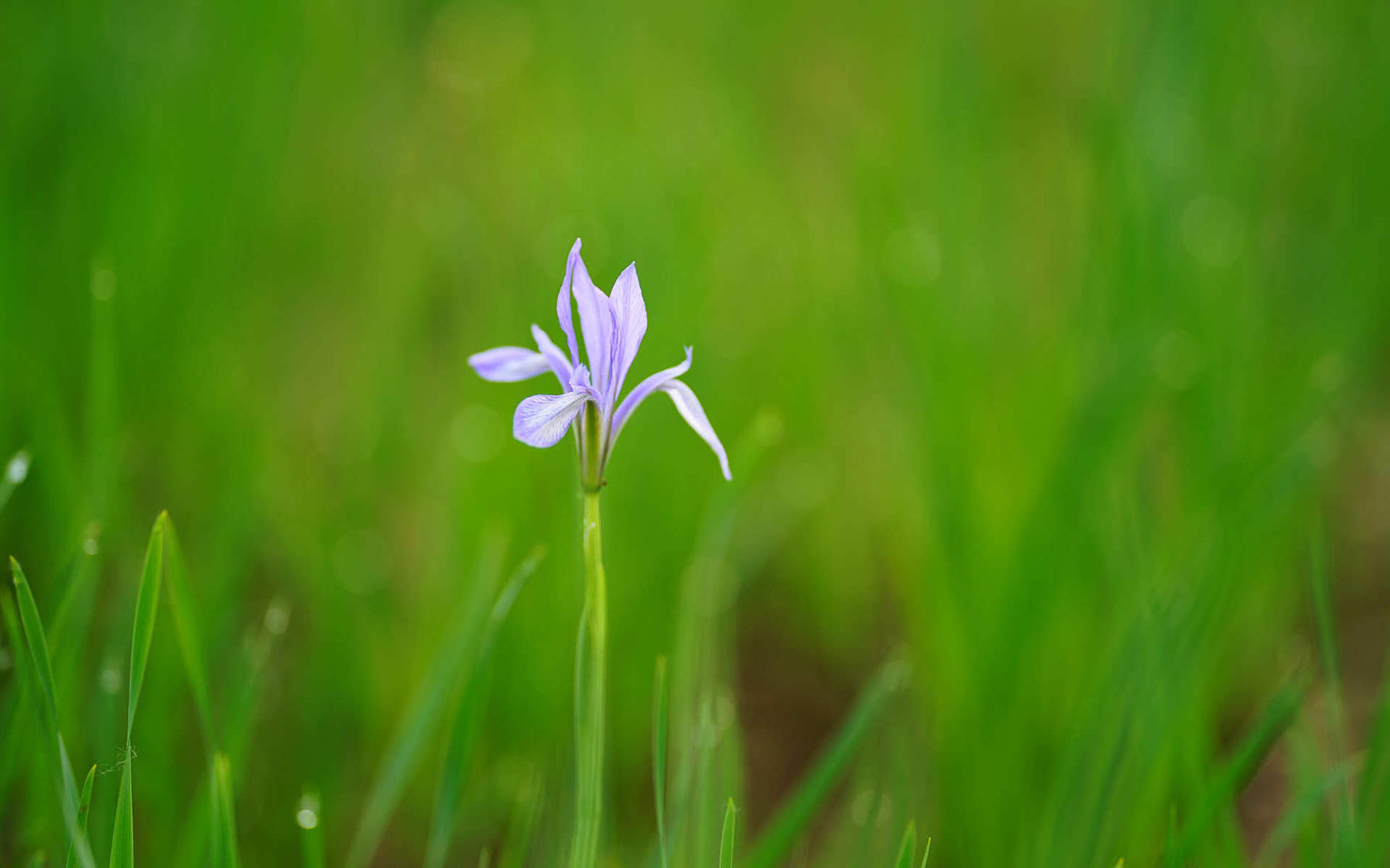 女生背部漂亮的不同颜色兰花纹身图案图片