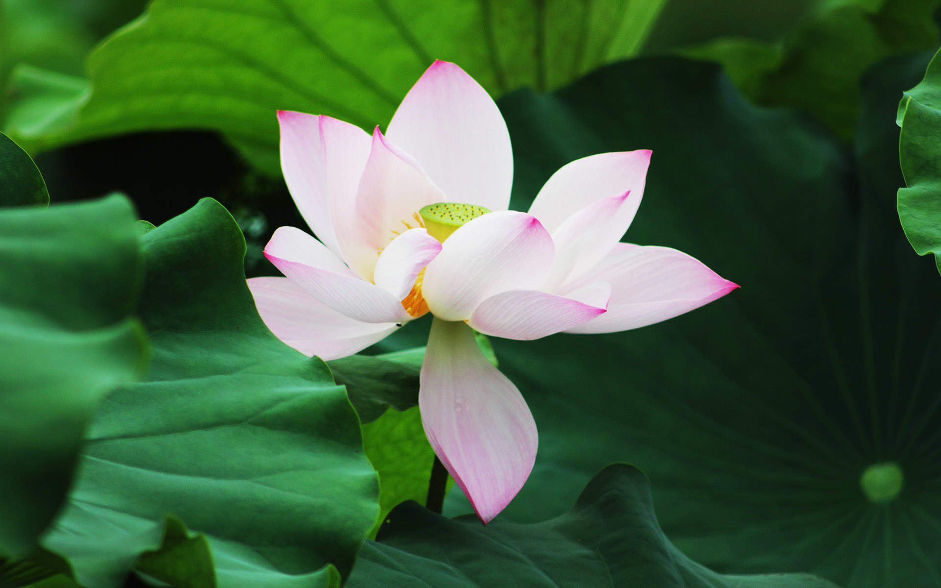 荷花摄影高清电脑桌面壁纸图片图片