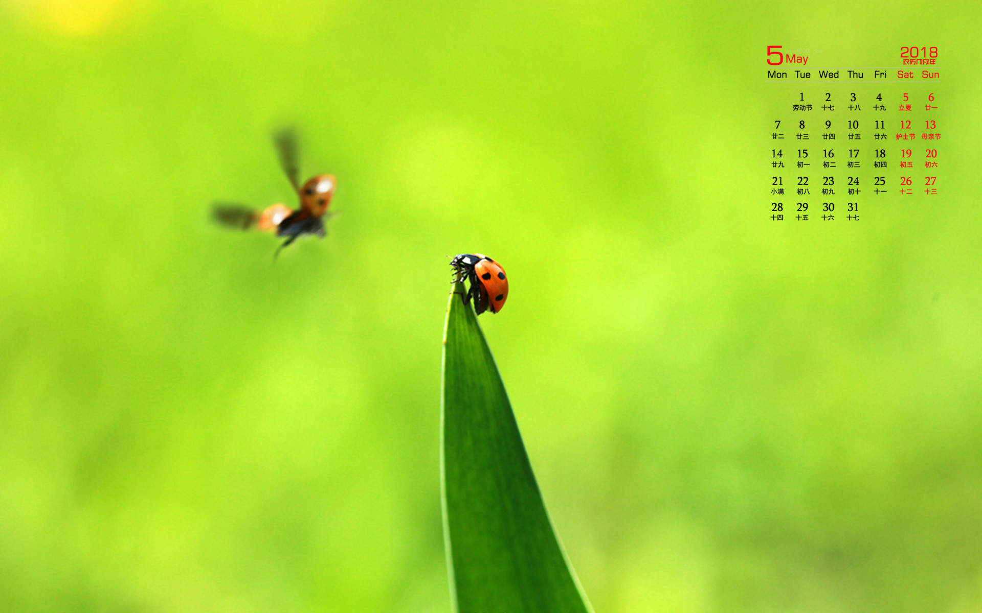 2018年5月小清新唯美昆虫植物高清日历壁纸图片