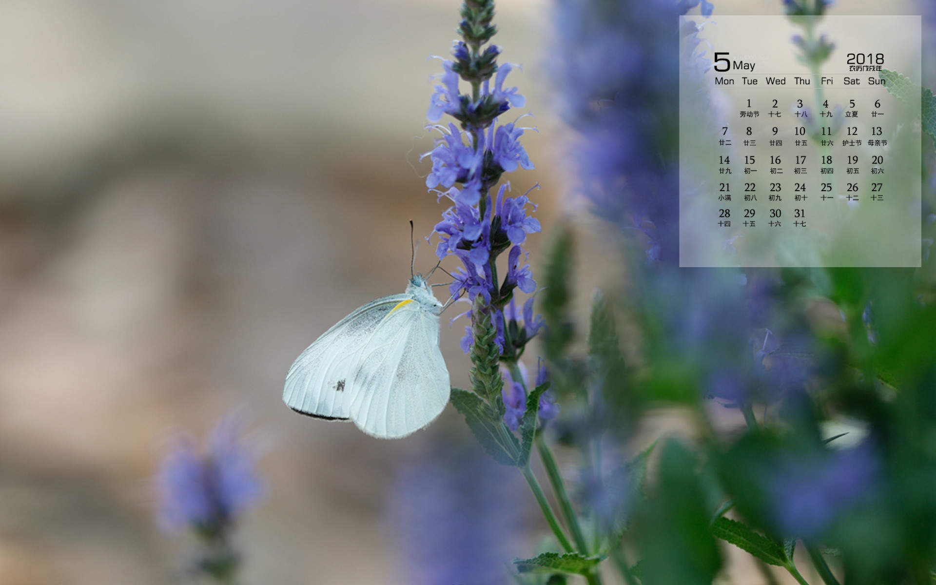 2018年5月小清新唯美昆虫植物高清日历壁纸图片
