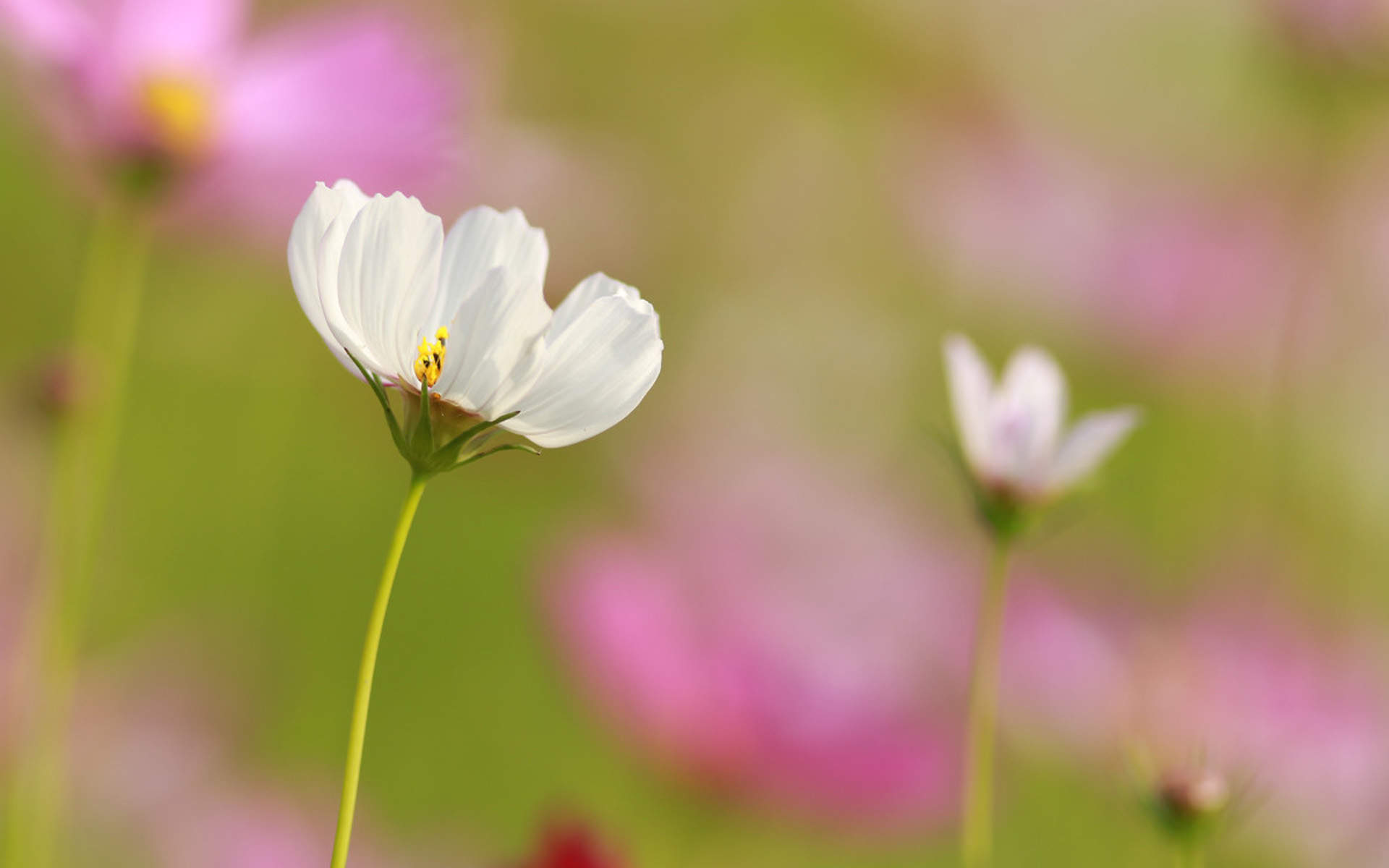 格桑花图片