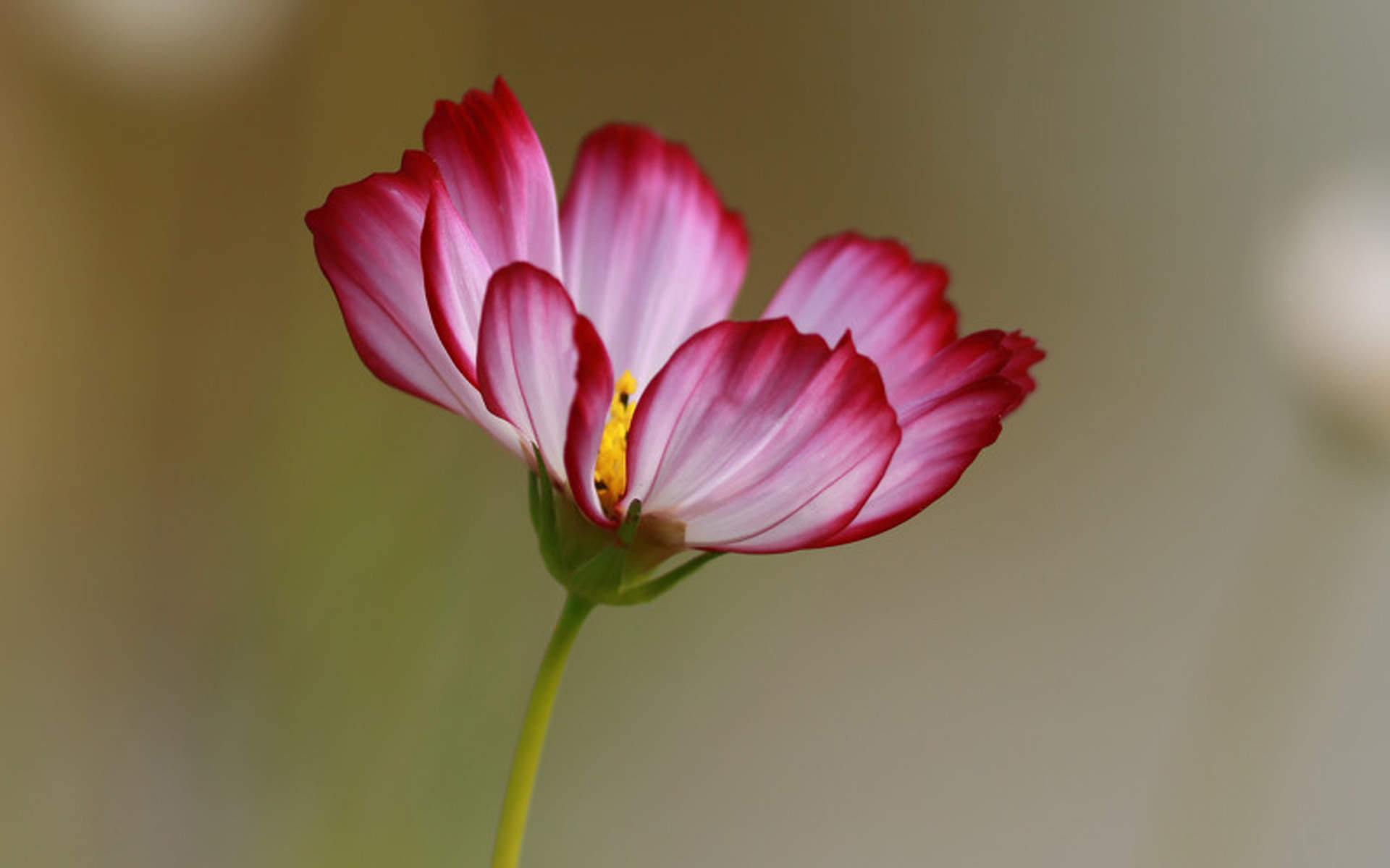 格桑花图片