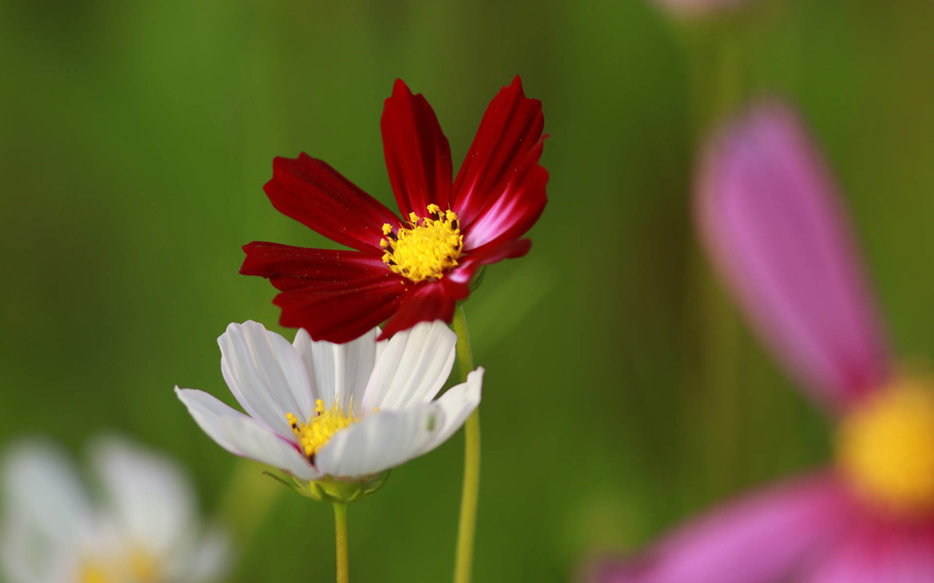 格桑花图片
