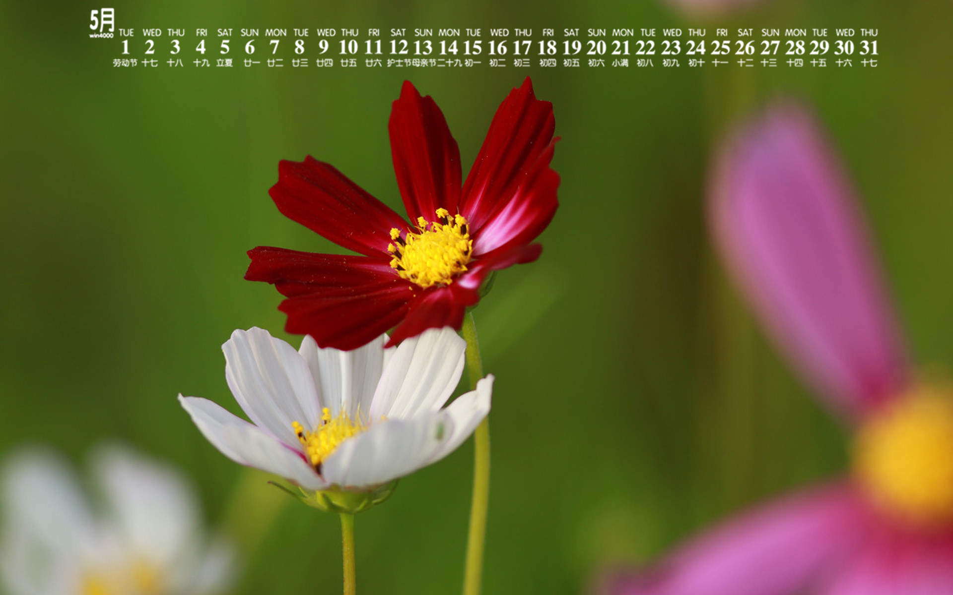 格桑花图片