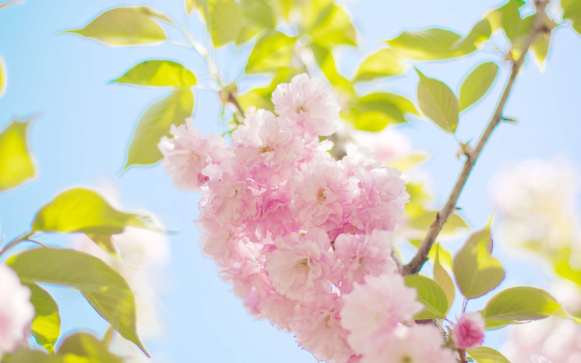 唯美浪漫的樱花桌面壁纸图片