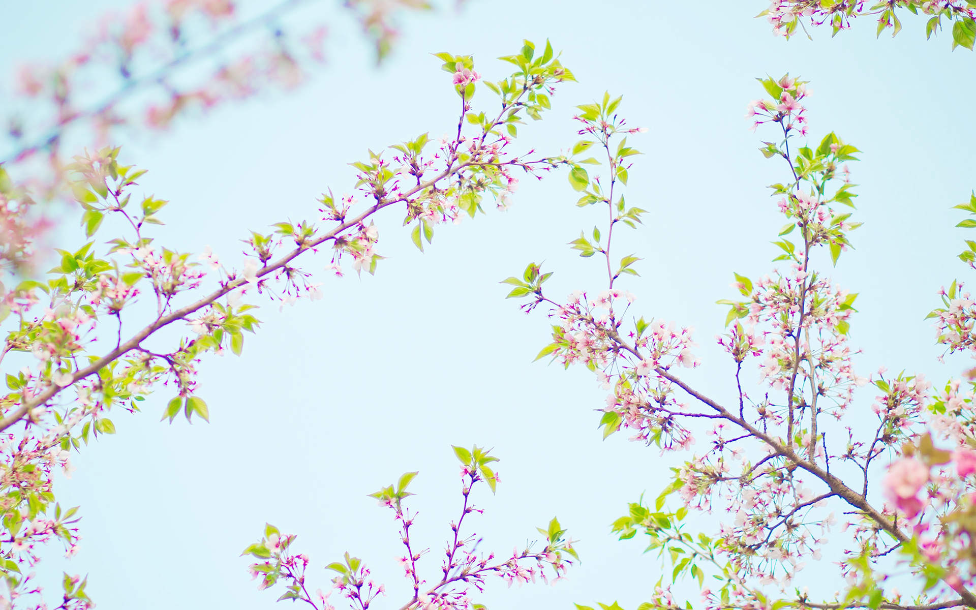 2019年4月春日唯美樱花高清日历壁纸图片