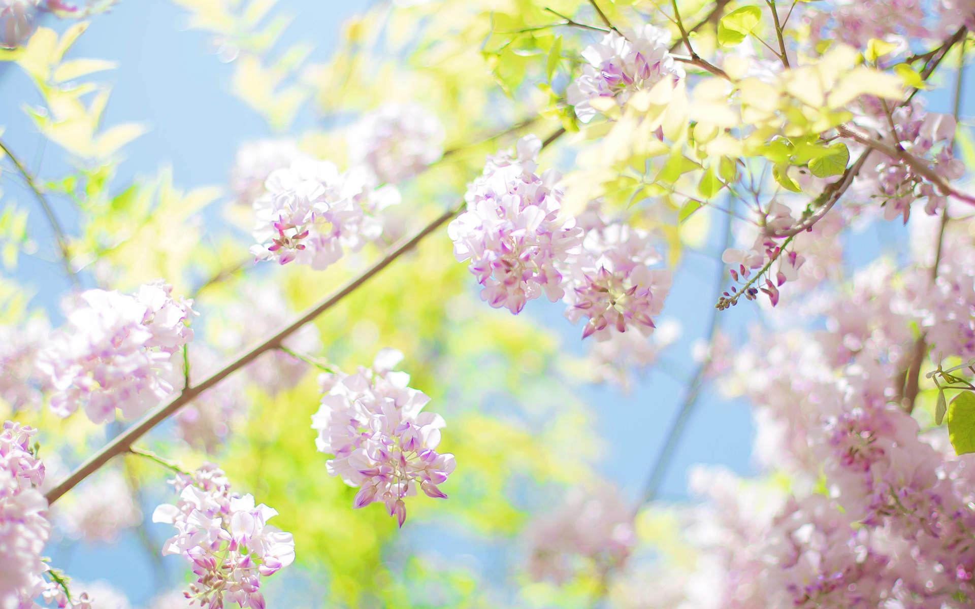 2019年4月春日唯美樱花高清日历壁纸图片