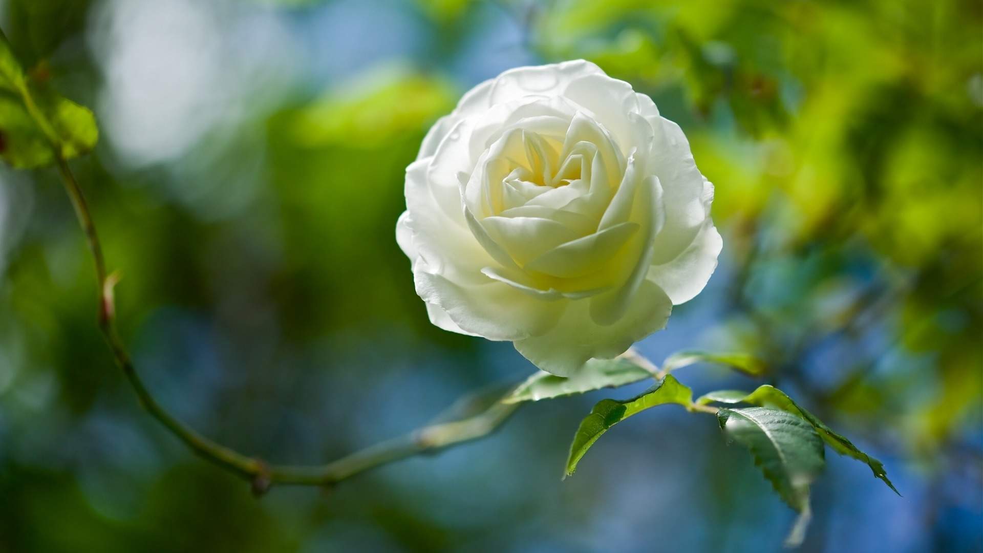 蓝色玫瑰花奇迹花语电脑桌面壁纸图片