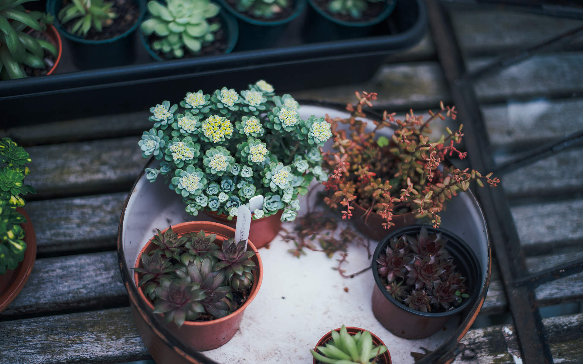 盆栽花卉植物高清图片桌面壁纸图片