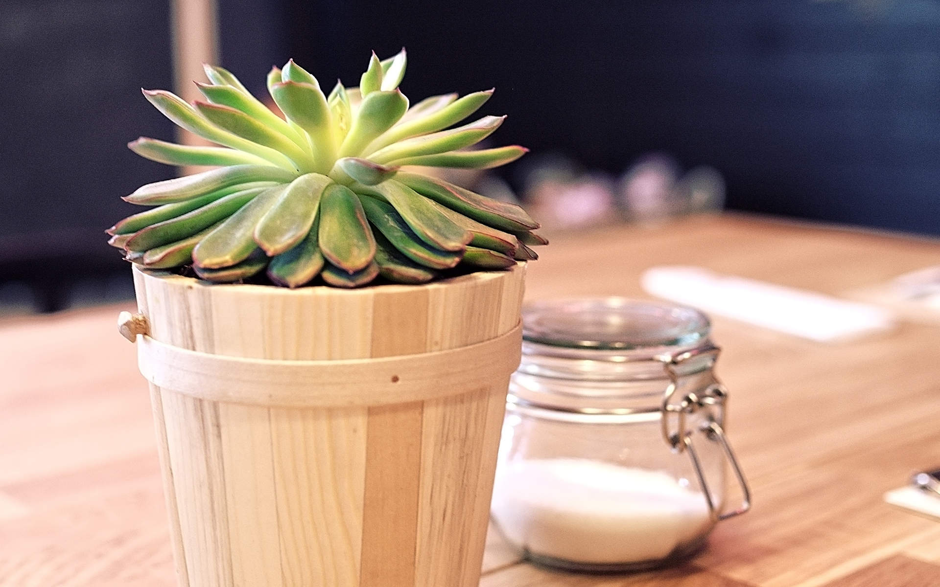 盆栽花卉植物高清图片桌面壁纸图片
