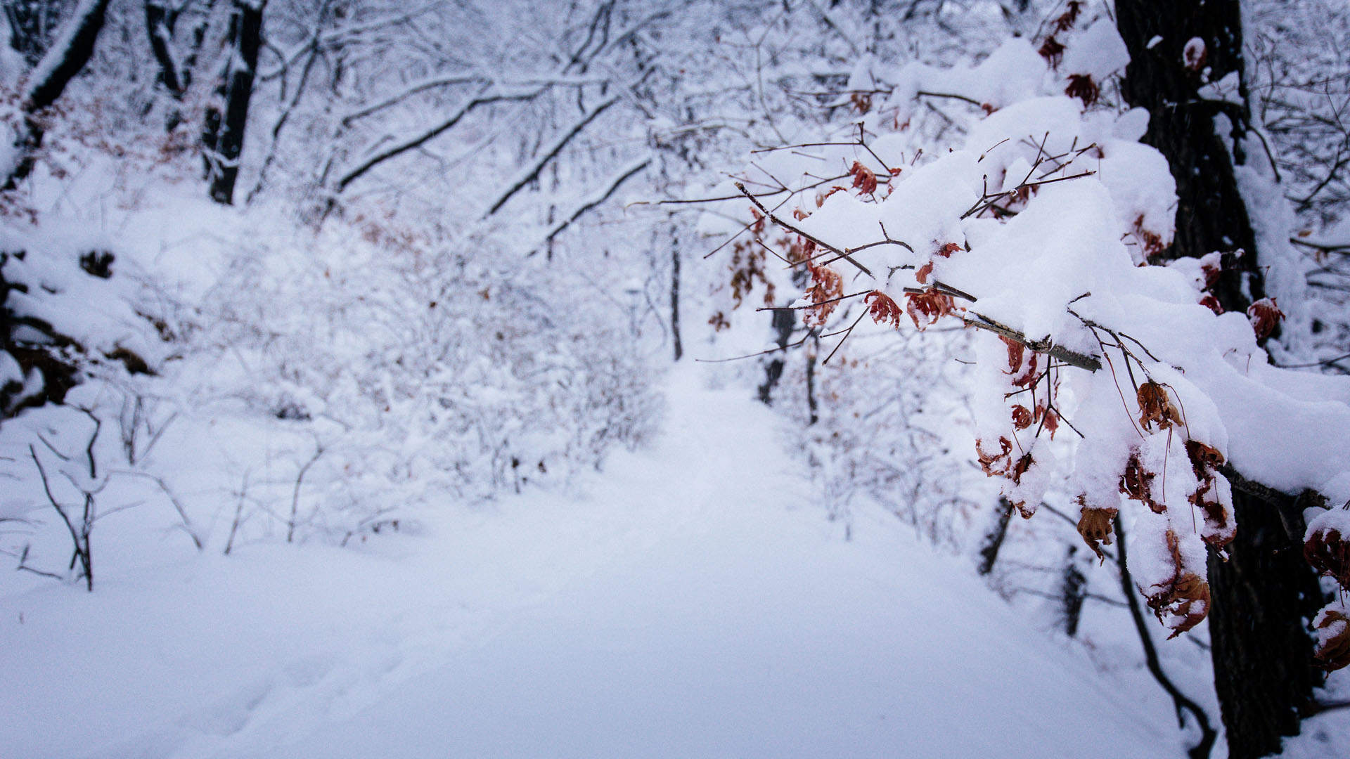 雪景图片
