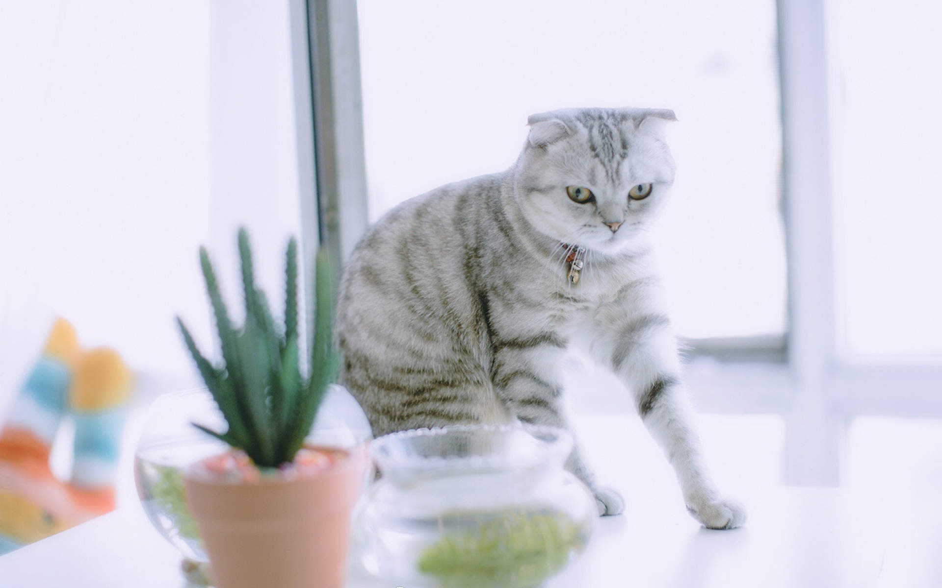 网红猫咪高清萌宠动物壁纸图片图片