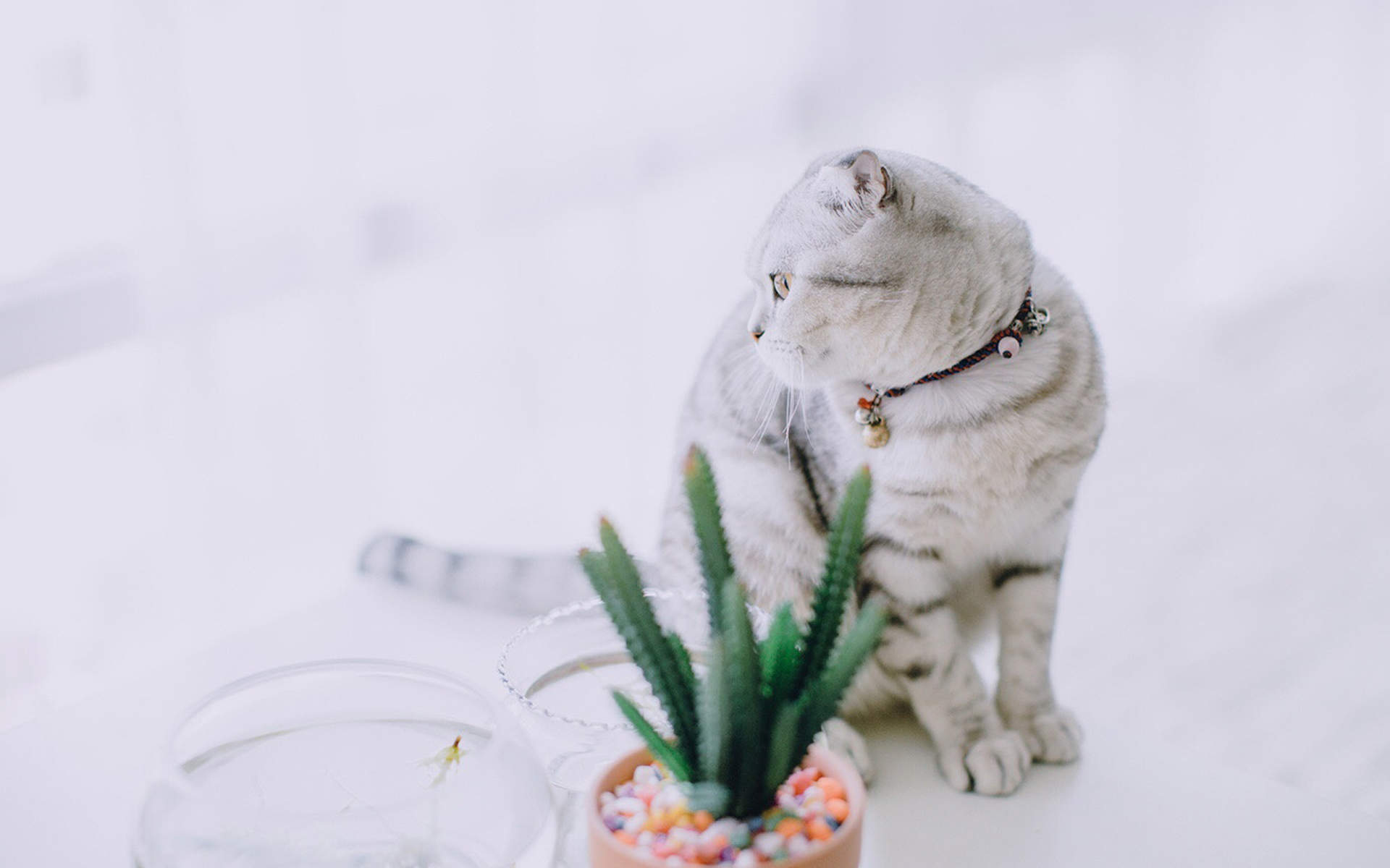 网红猫咪高清萌宠动物壁纸图片图片