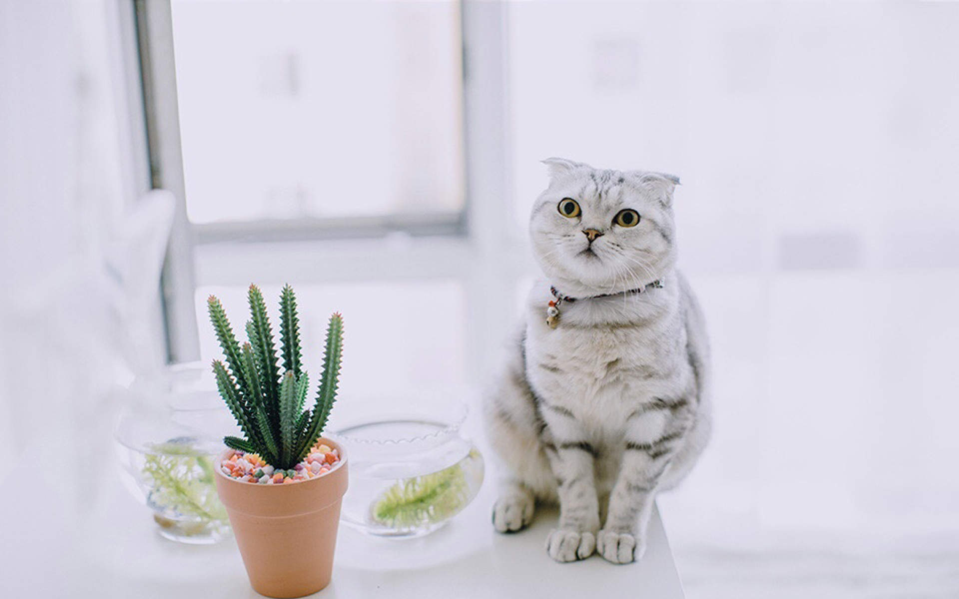 网红猫咪高清萌宠动物壁纸图片图片