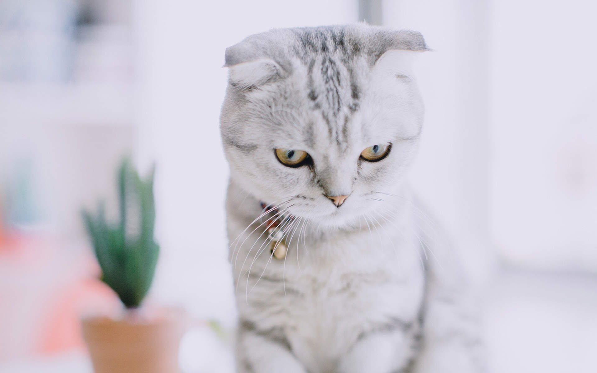 网红猫咪高清萌宠动物壁纸图片图片