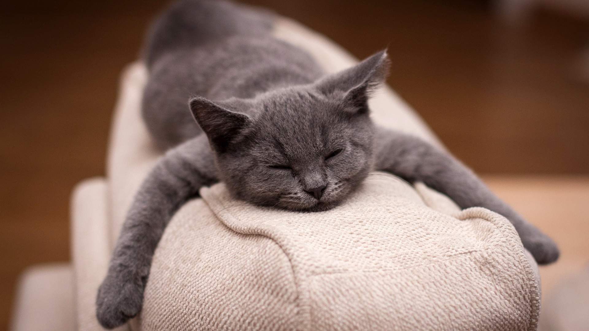 可爱萌宠猫咪图片 卖萌清新的小猫咪头像图片 喵星人头像图片图片