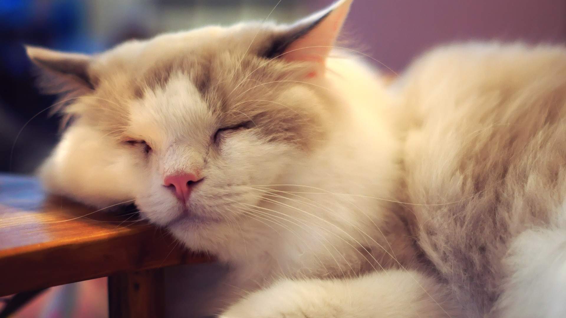 爱抓人的小猫咪性感美女倒在浴缸边的美腿私房诱惑写真图片(二)图片