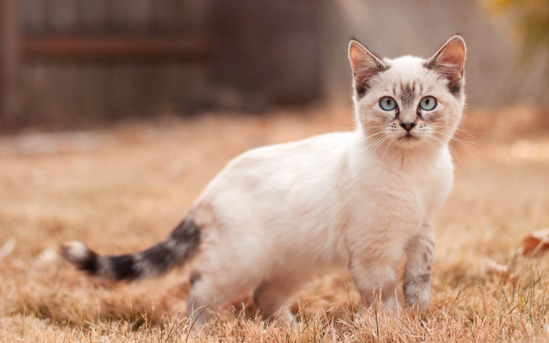 小猫图片